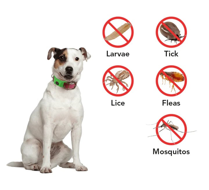 🐕12 Months Flea and Tick Free⏰ detail view